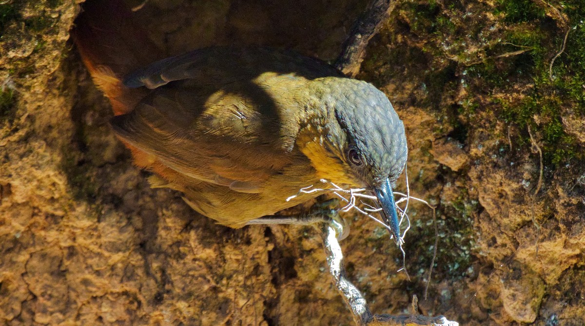 Streak-breasted Treehunter - teambergie Bergstrom