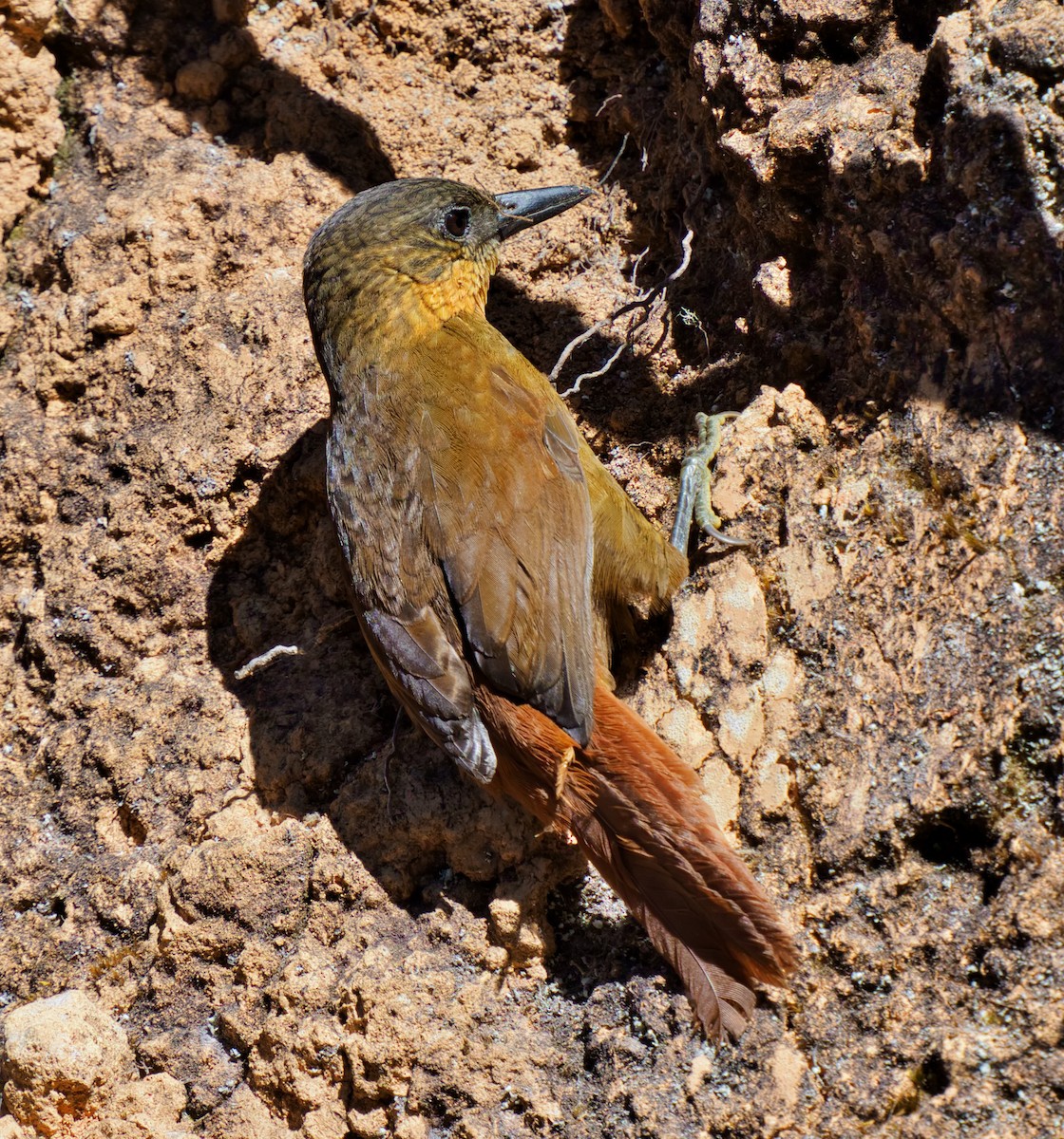 Streak-breasted Treehunter - teambergie Bergstrom