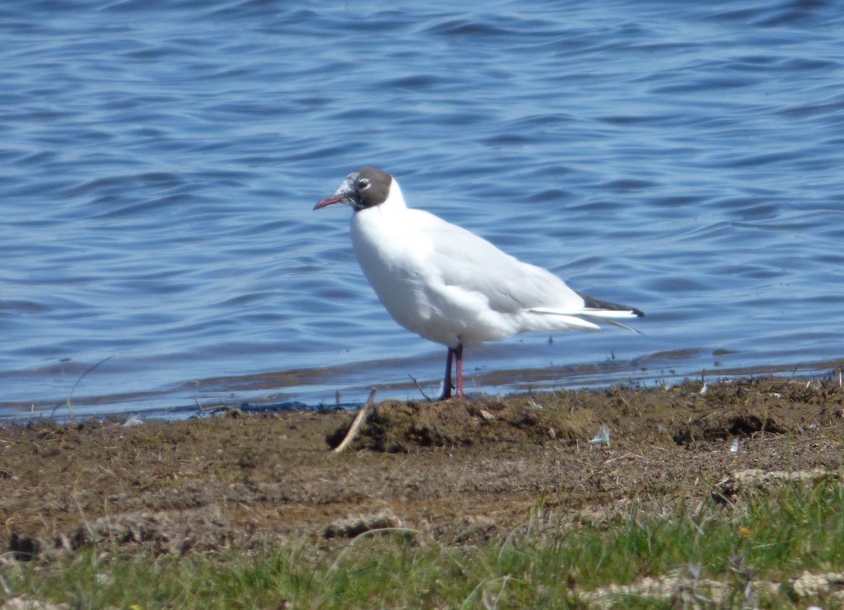 Black-headed Gull - ML542228651