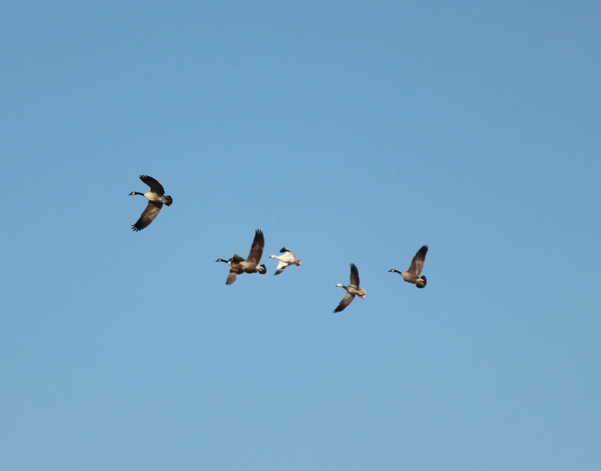 Snow Goose - ML542228891