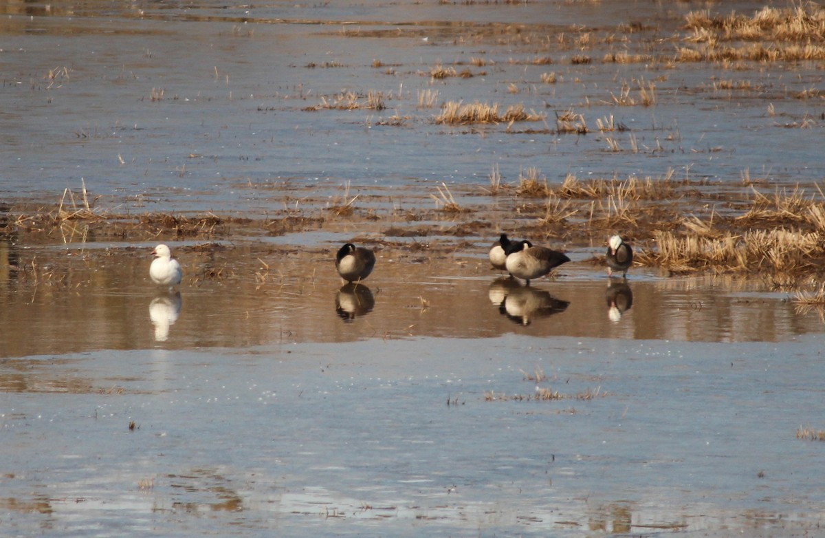 Snow Goose - ML542229341