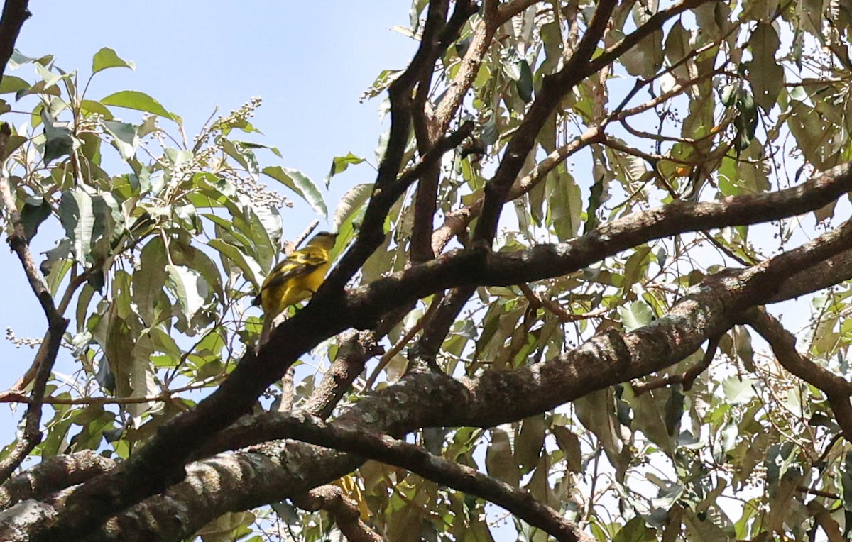 Petit's Cuckooshrike - ML542229581