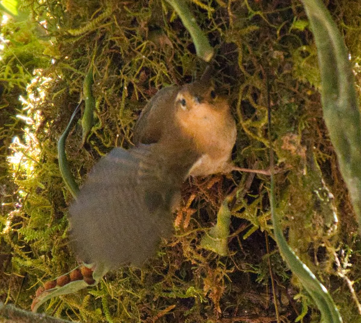 Ochraceous Wren - ML542231621