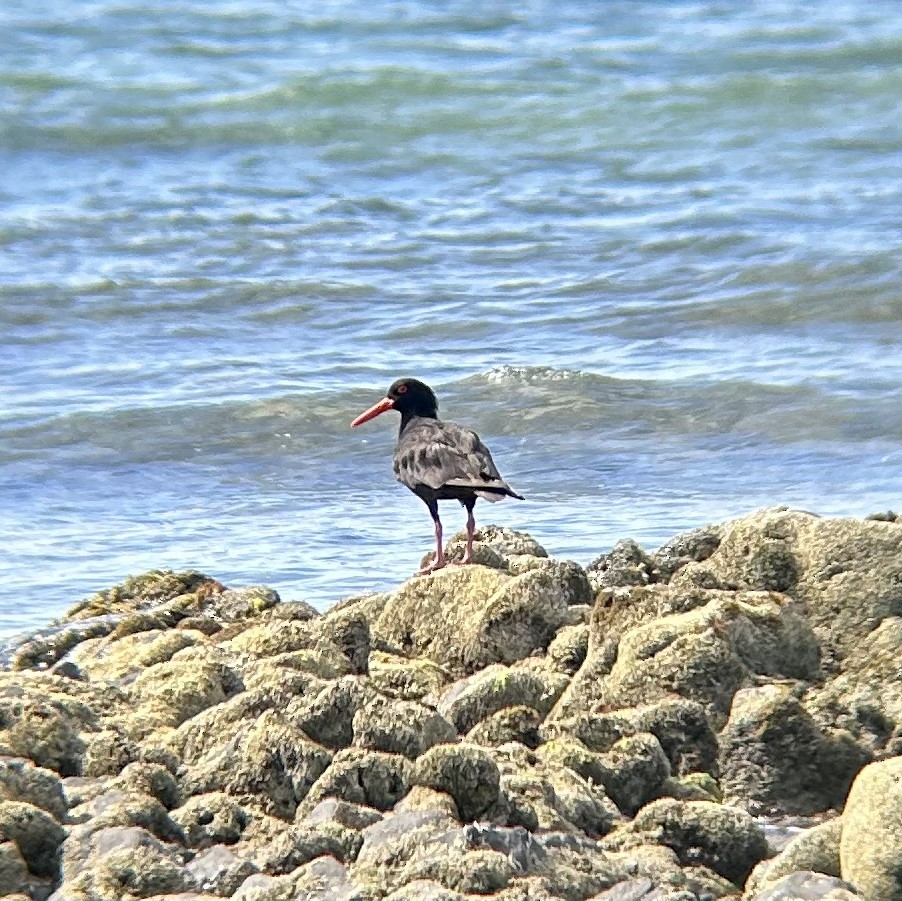 Sooty Oystercatcher - ML542231641