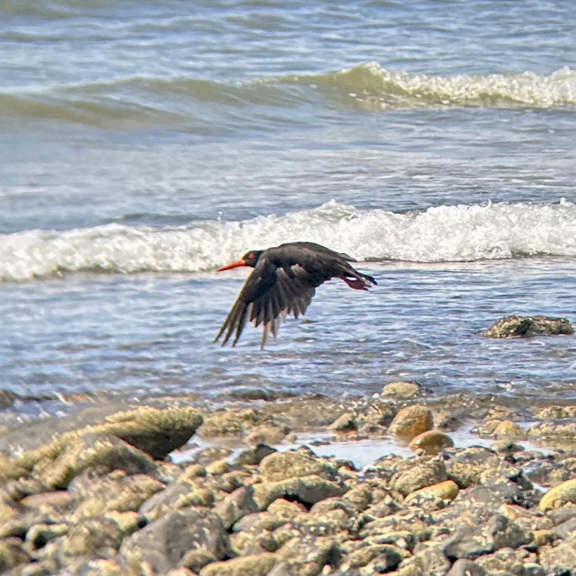 Sooty Oystercatcher - ML542231651