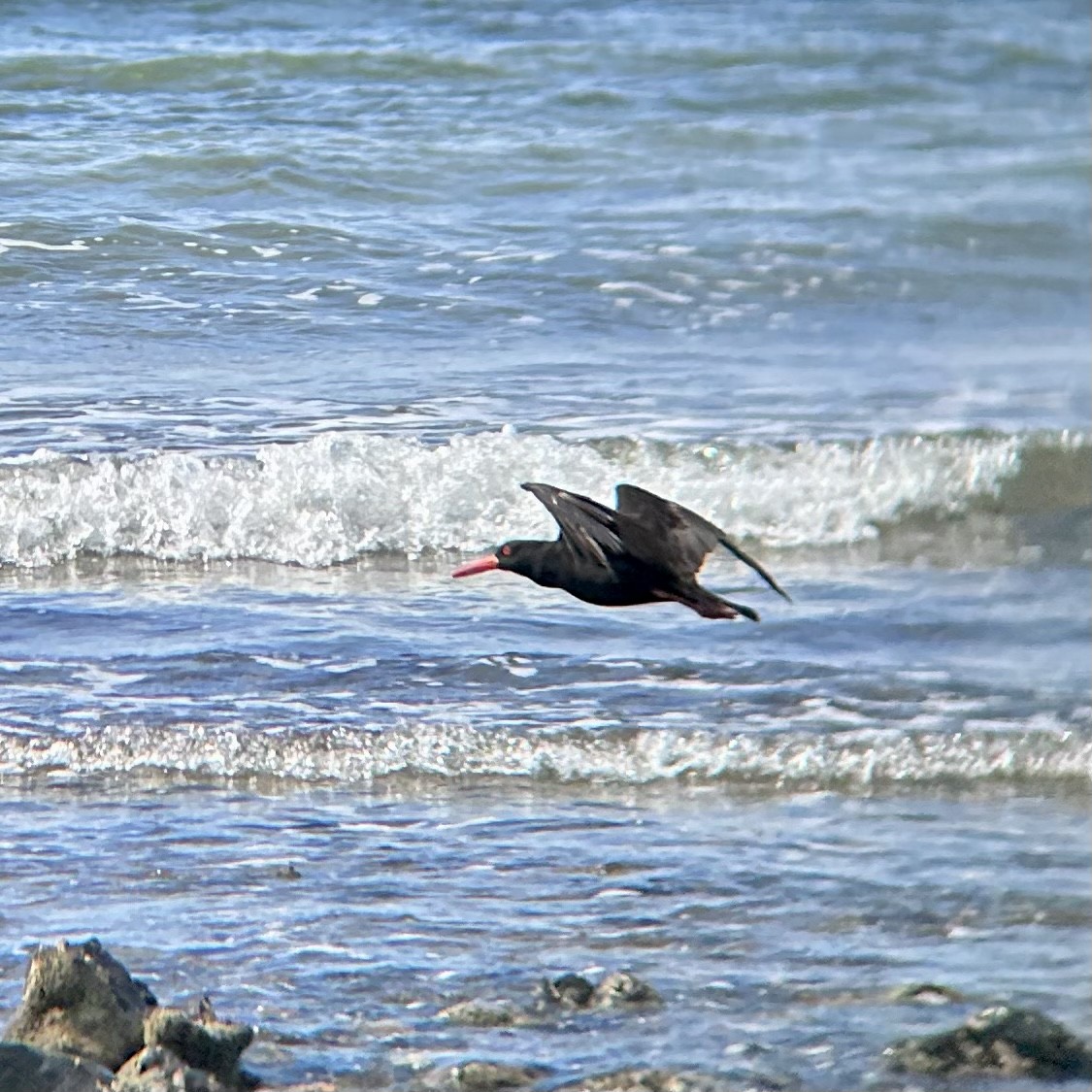 Sooty Oystercatcher - ML542231661