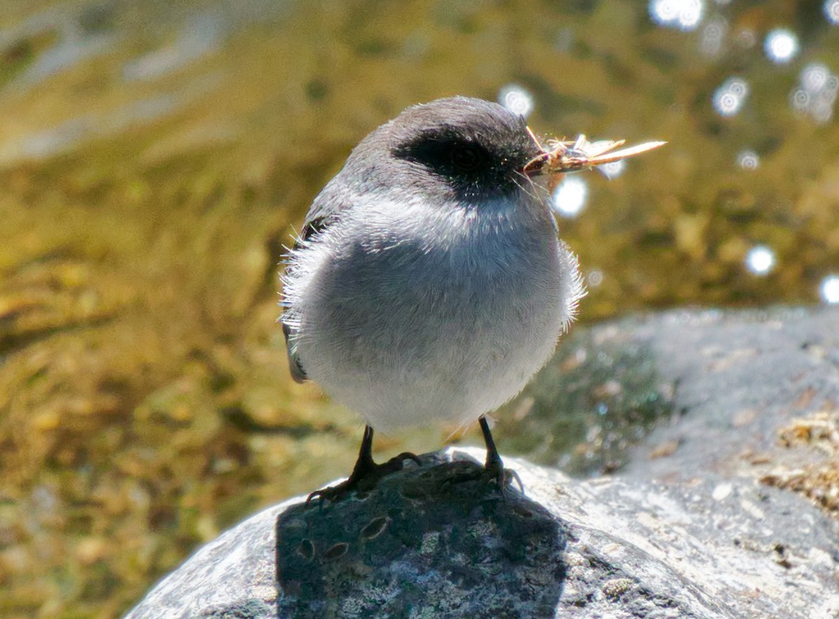 Torrent Tyrannulet - ML542232621