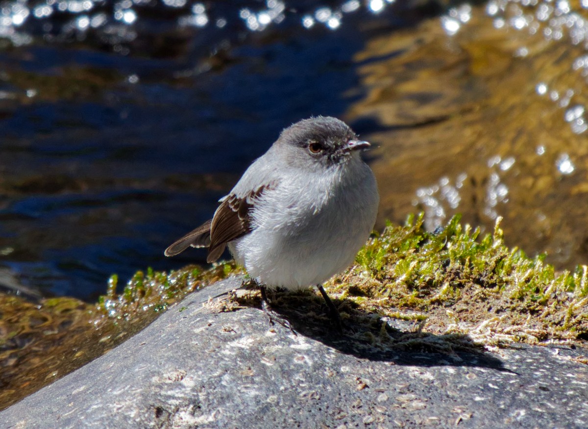 Torrent Tyrannulet - ML542232631