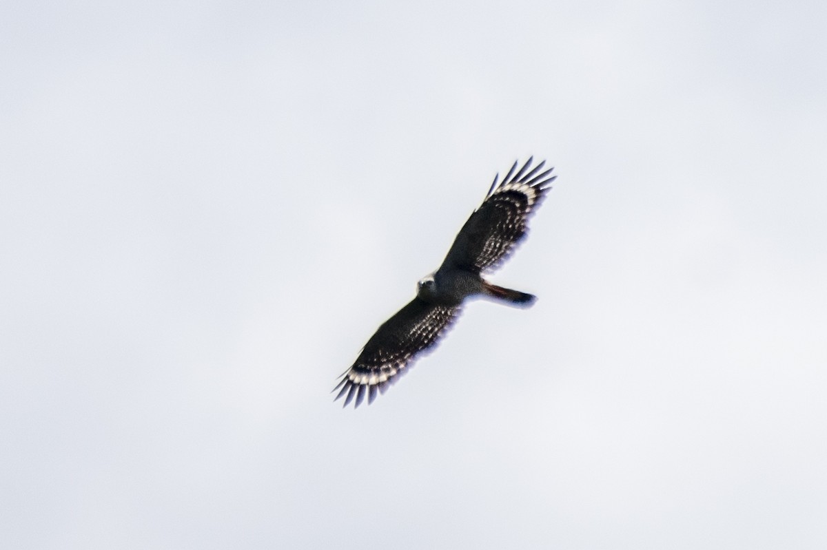 Crane Hawk - Luiz Carlos Ramassotti