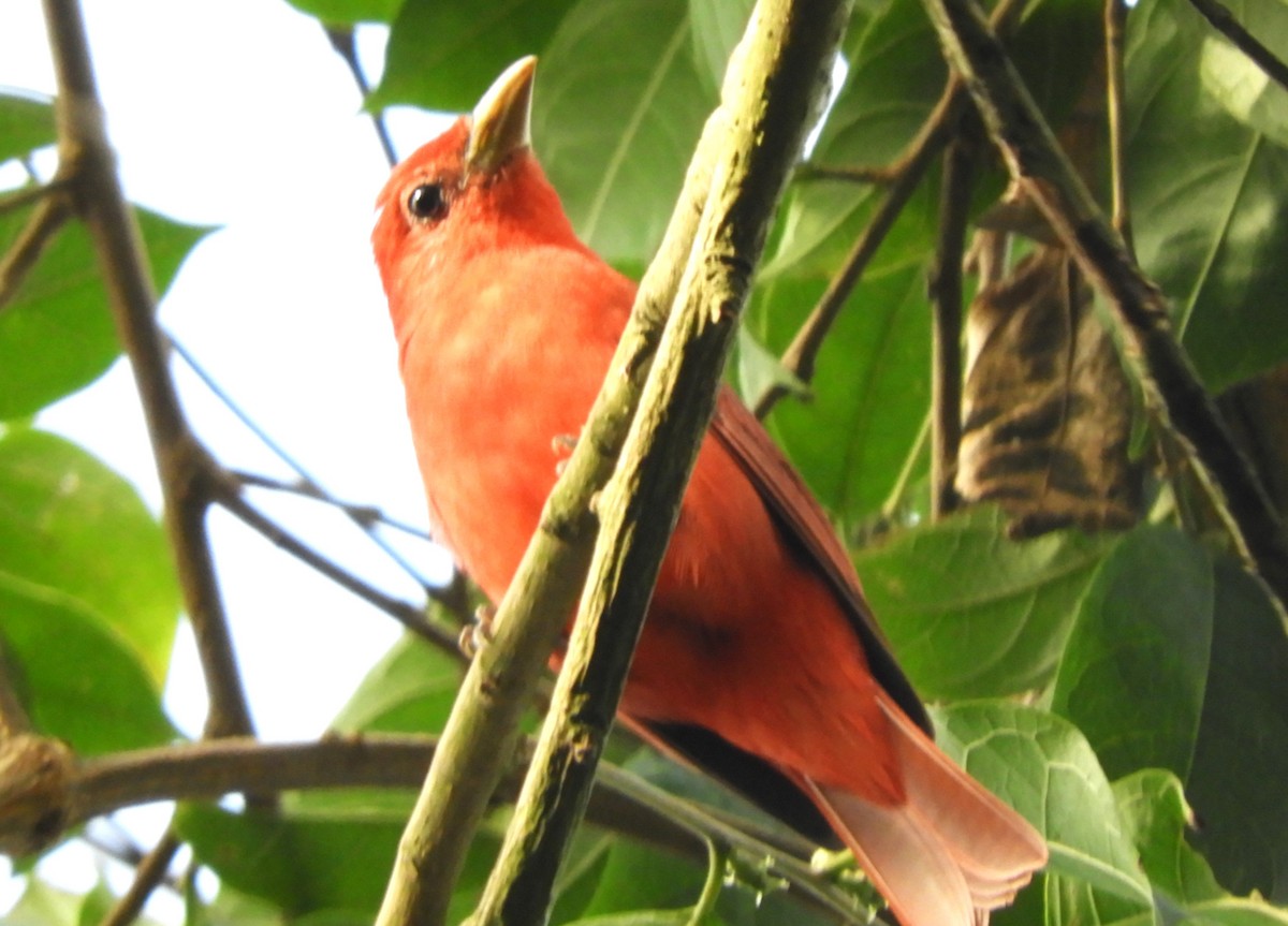 Summer Tanager - ML542234051