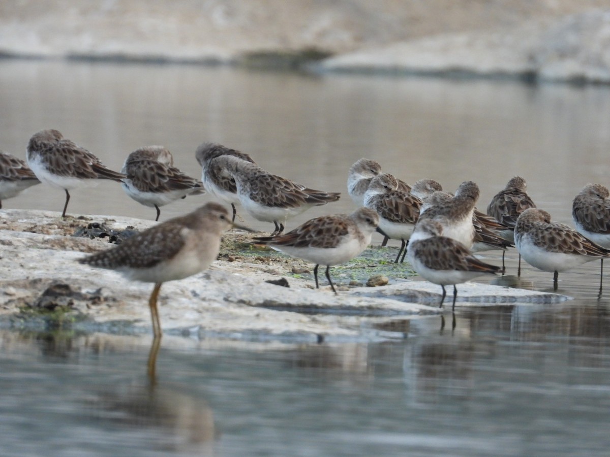 Little Stint - ML542234131