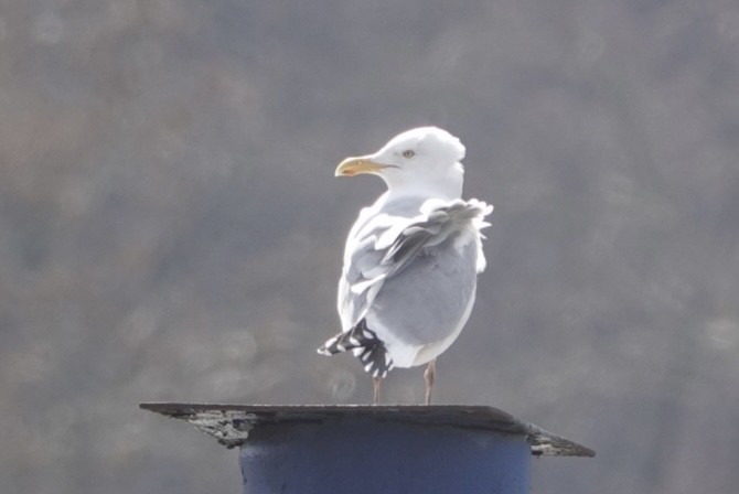 Herring Gull - Adrian Fenton