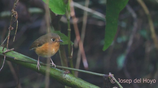 Grallaire à poitrine rousse (ferrugineipectus) - ML542234451