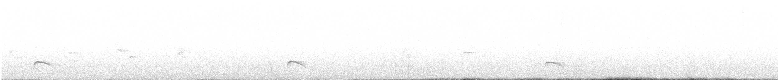 Élénie à cimier blanc (chilensis) - ML542235181
