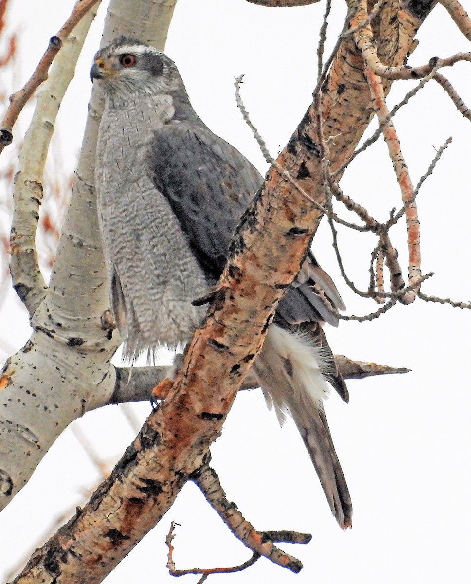 American Goshawk - ML542235521