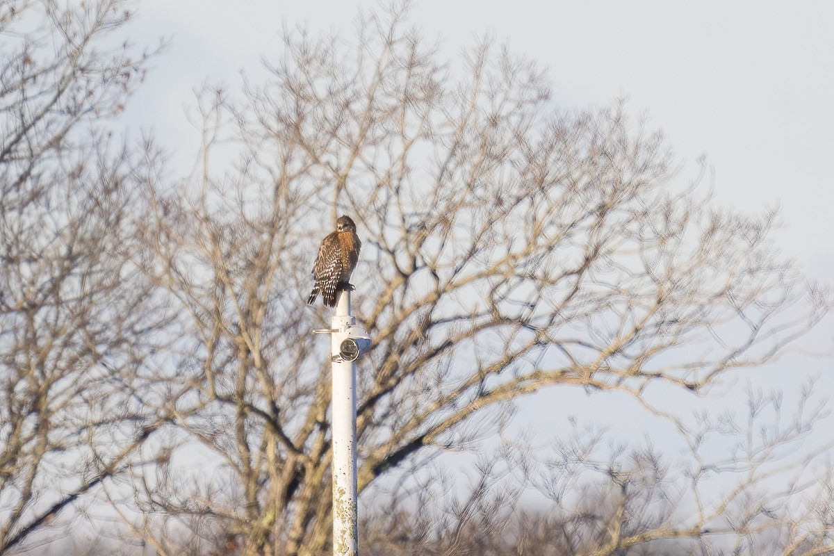 Red-shouldered Hawk - ML542236771