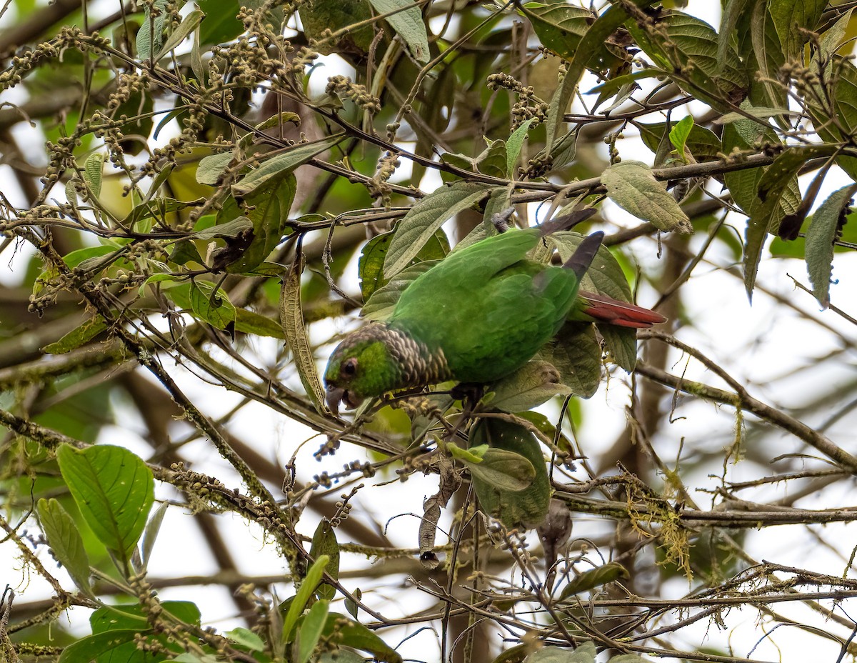 Maroon-tailed Parakeet - ML542239241
