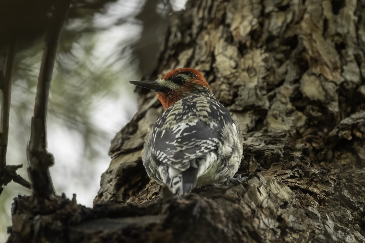 Yellow-bellied x Red-breasted Sapsucker (hybrid) - Kathryn McGiffen