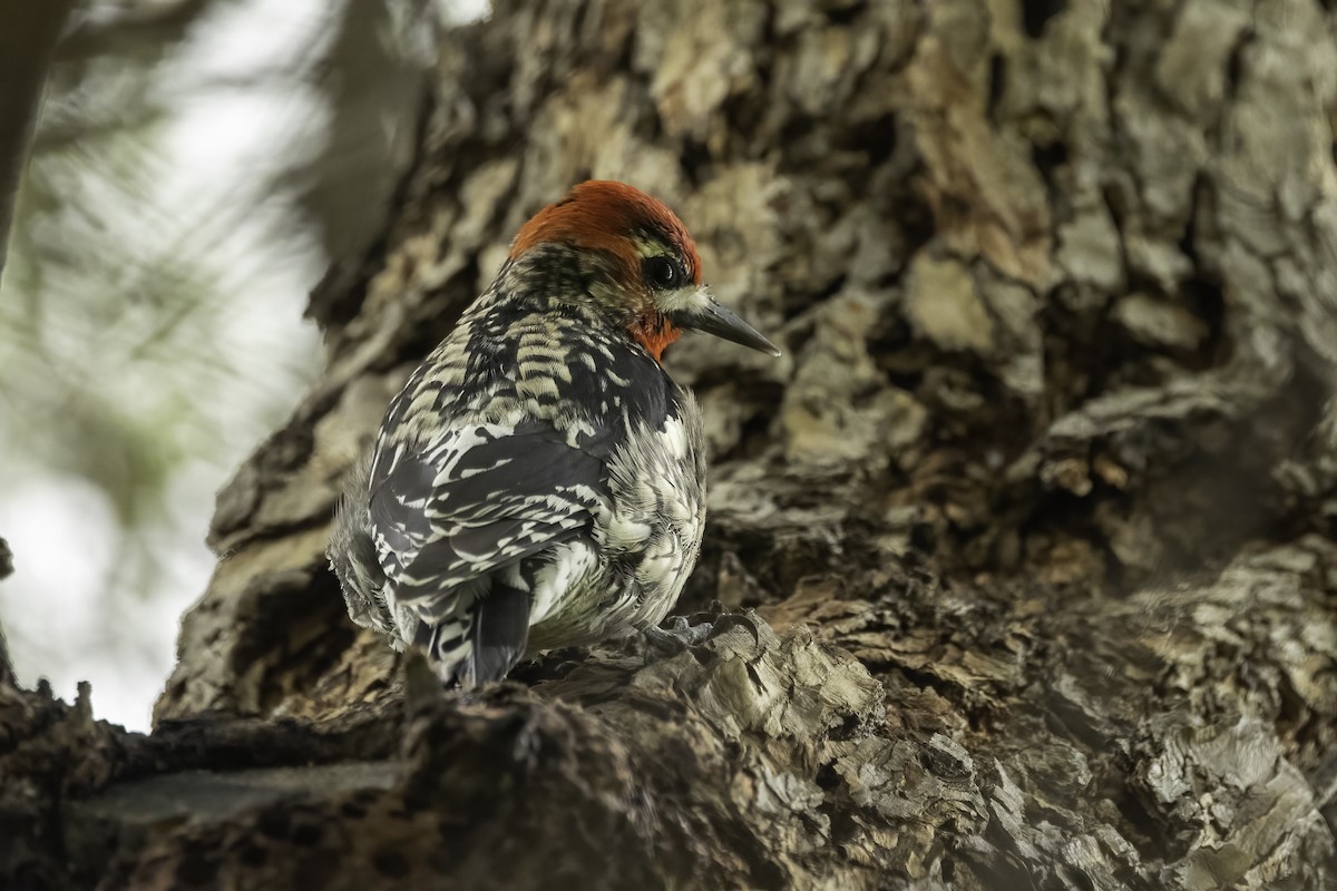 Yellow-bellied x Red-breasted Sapsucker (hybrid) - ML542239641