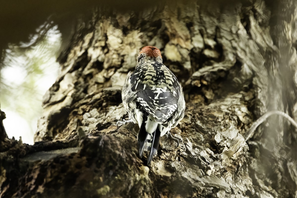 Yellow-bellied x Red-breasted Sapsucker (hybrid) - ML542239651