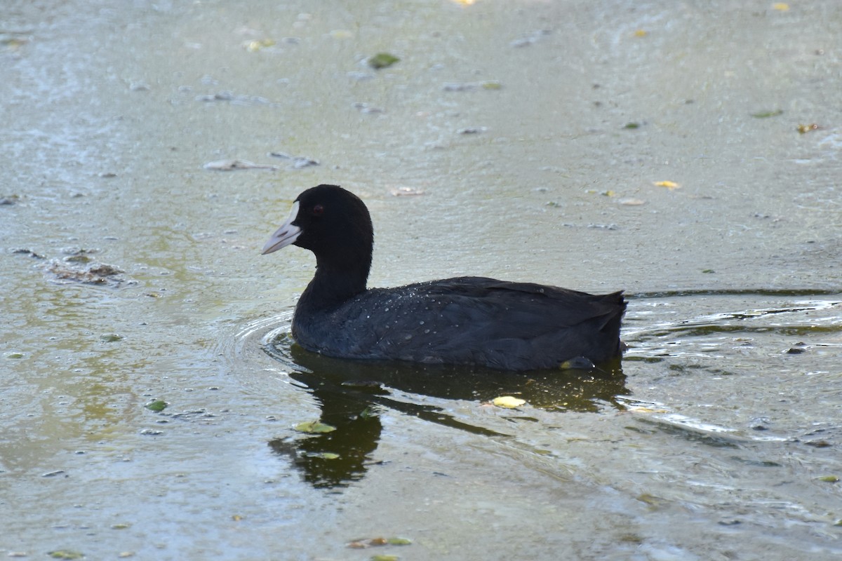 Eurasian Coot - ML542239951