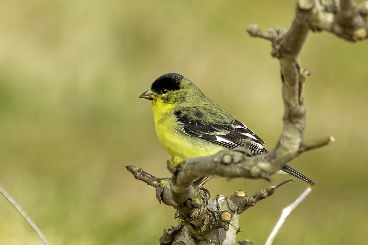 Lesser Goldfinch - ML542240221