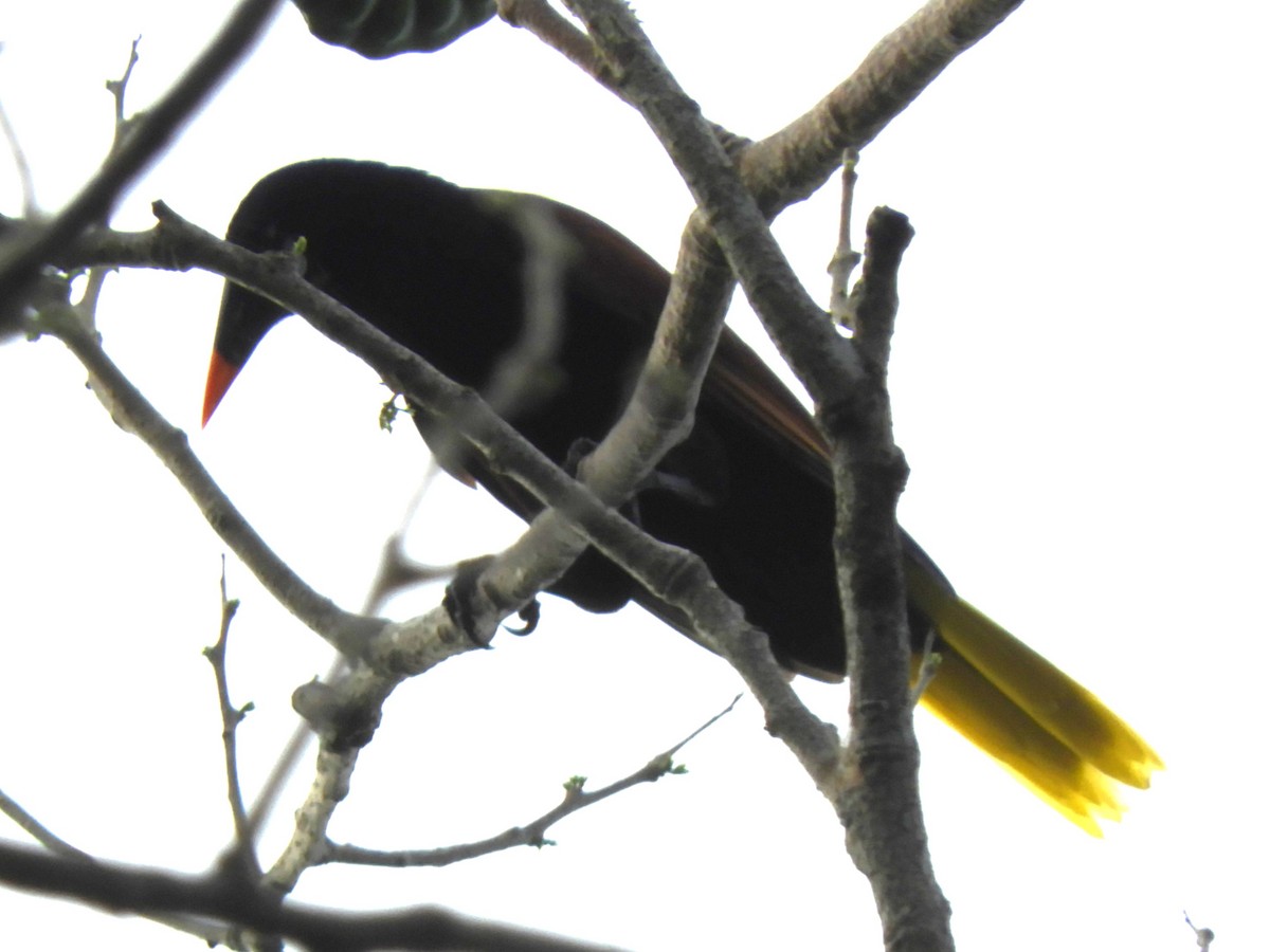 Montezuma Oropendola - ML542241761