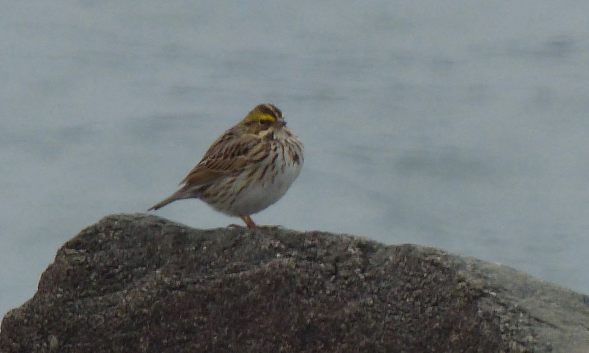 Savannah Sparrow - Deb Holland