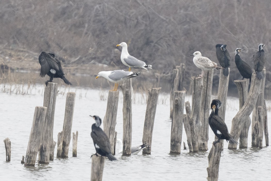 Yellow-legged Gull - ML542245151