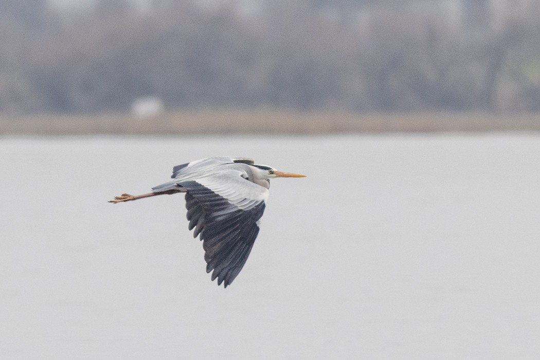 Gray Heron - ML542245201