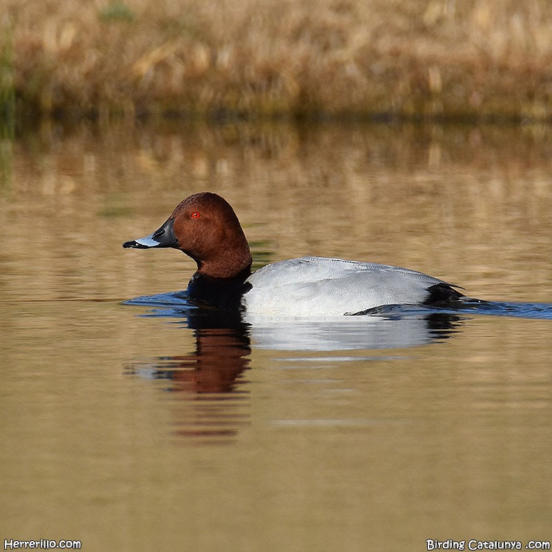 Common Pochard - ML542245441