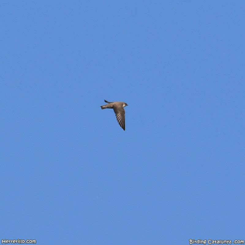 Eurasian Crag-Martin - ML542246471