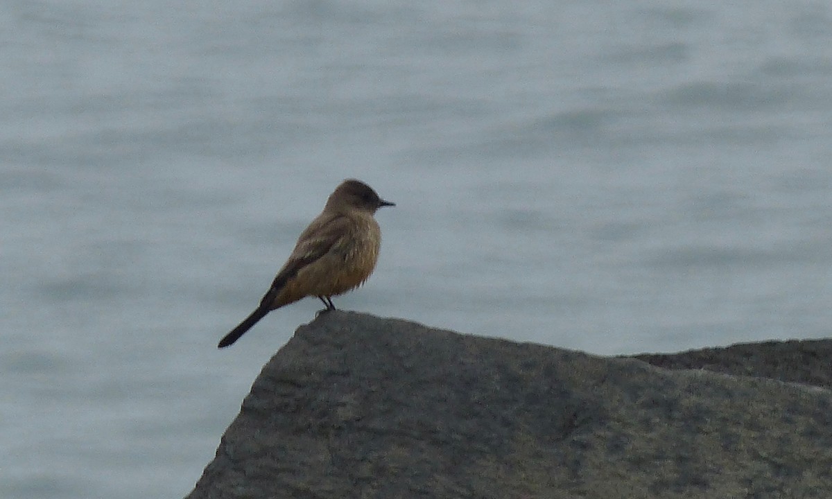 Say's Phoebe - Deb Holland