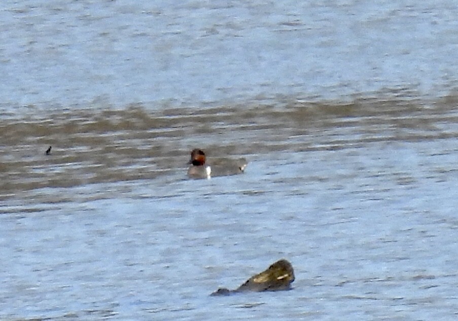 Green-winged Teal - ML542248341