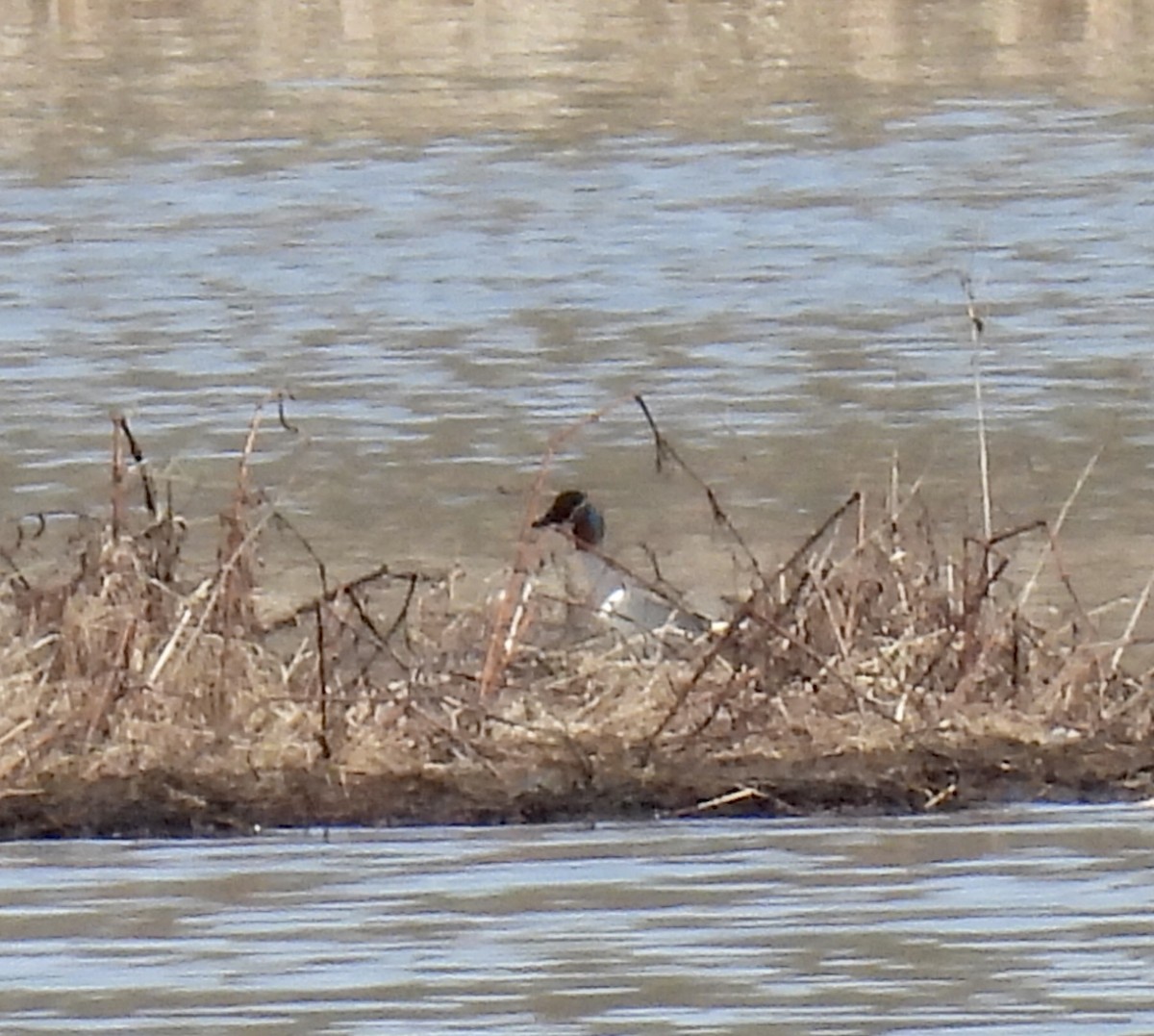 Green-winged Teal - ML542248351