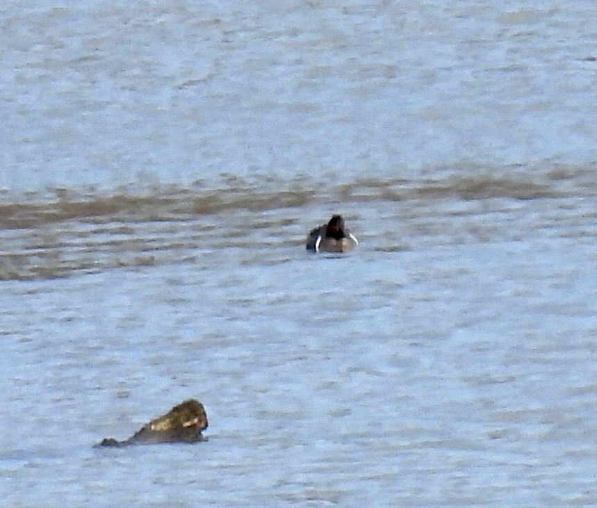 Green-winged Teal - ML542248361