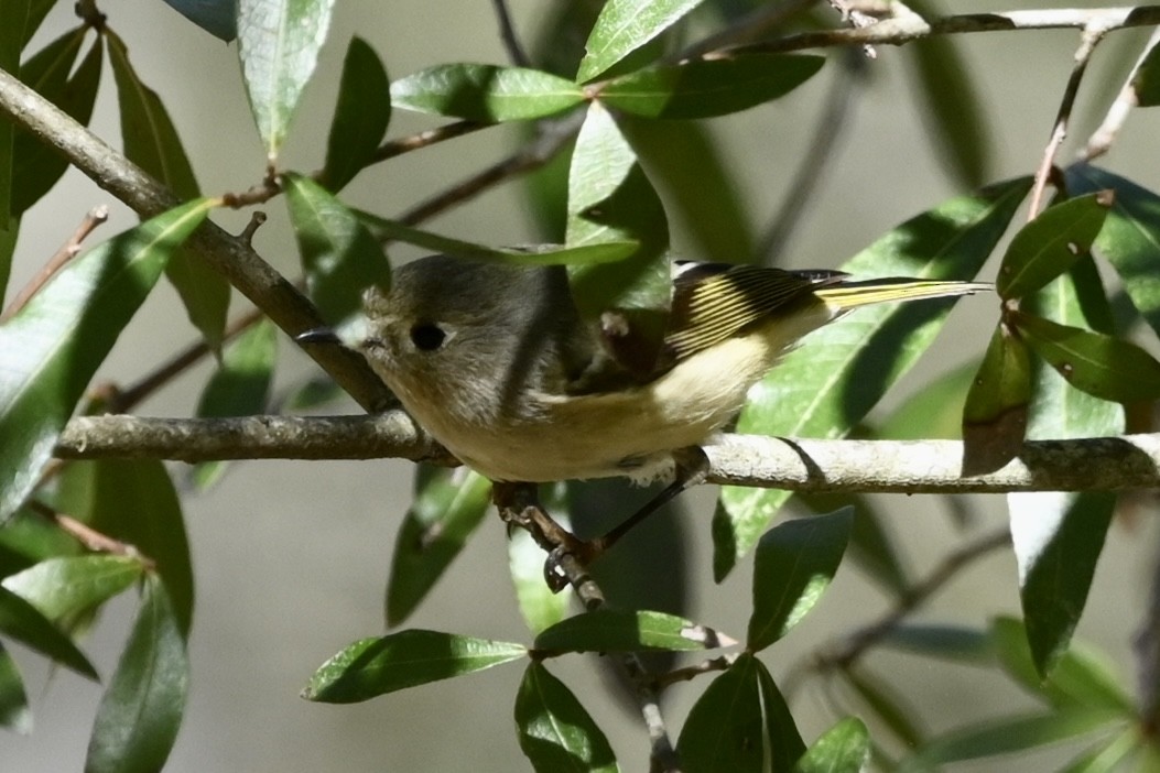 Ruby-crowned Kinglet - ML542248421