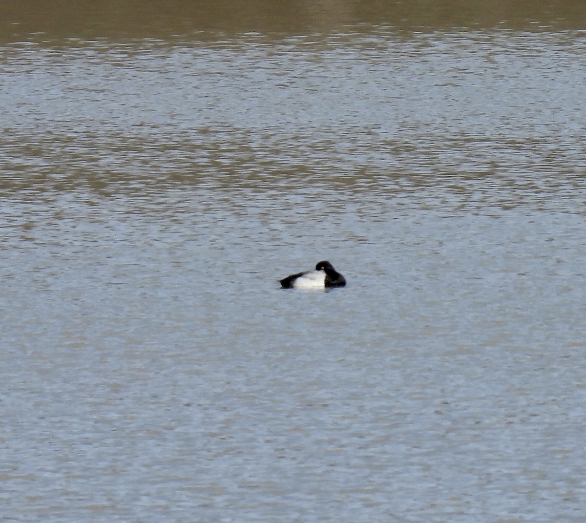 Lesser Scaup - ML542248511