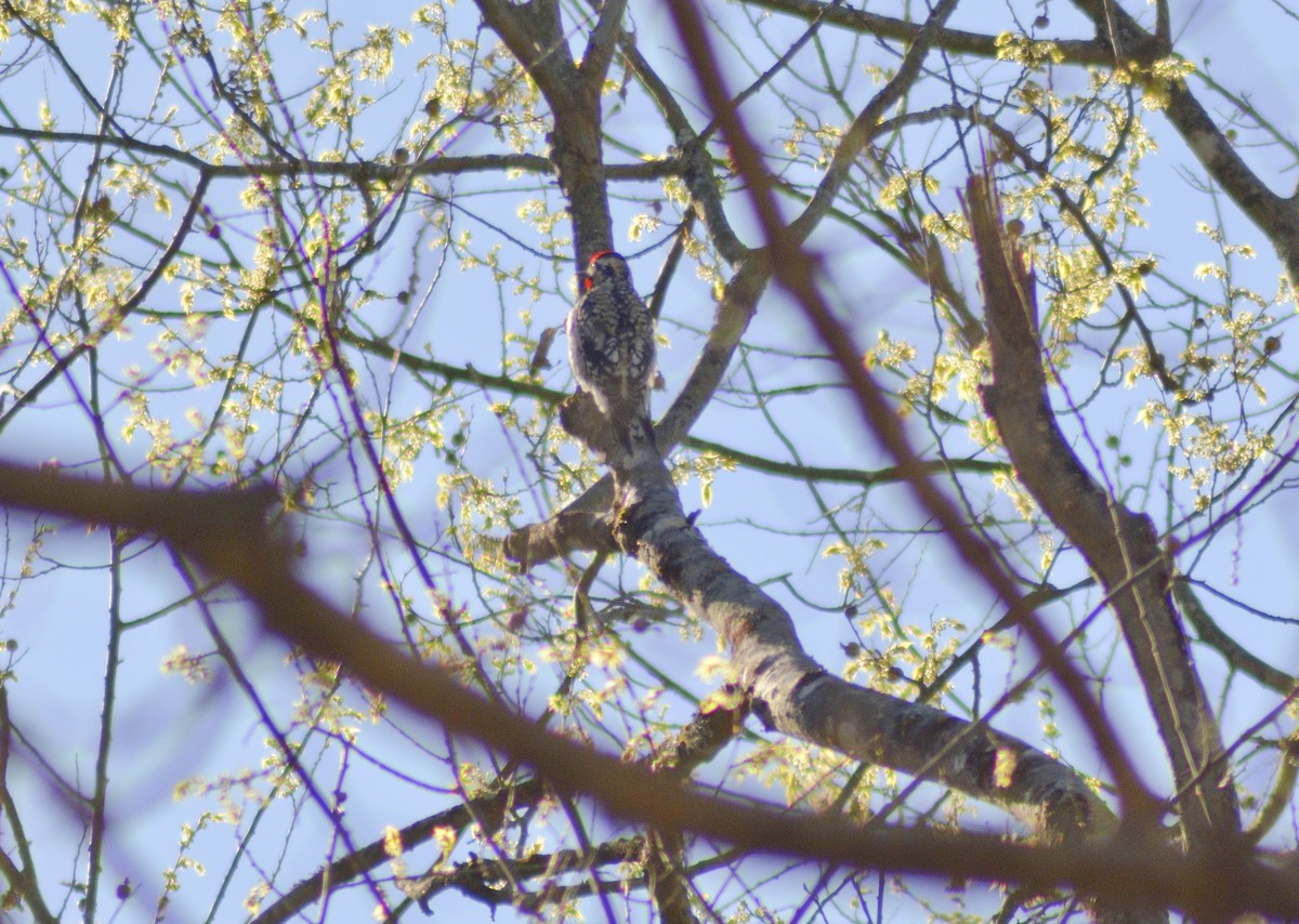 Yellow-bellied Sapsucker - crawford wilson