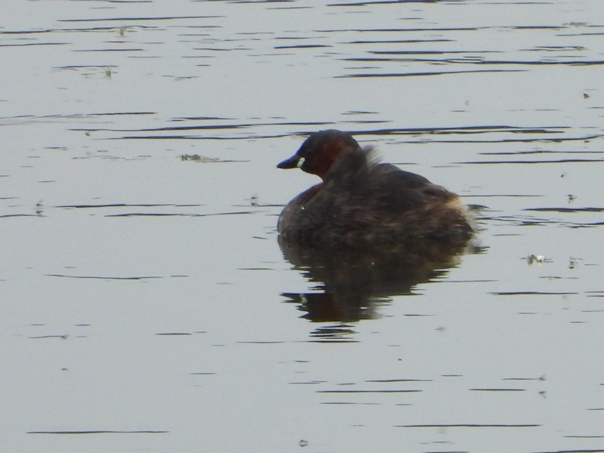 Little Grebe - joao magro