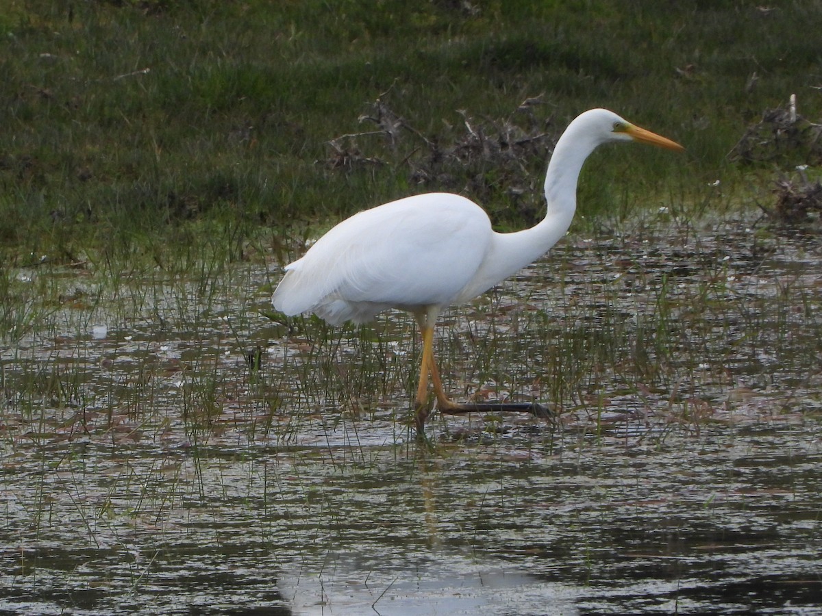 Great Egret - ML542250761