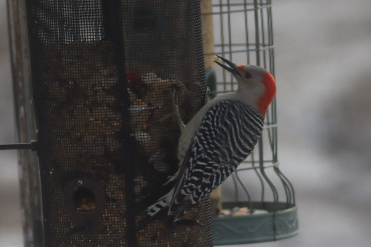 Red-bellied Woodpecker - Sandy C
