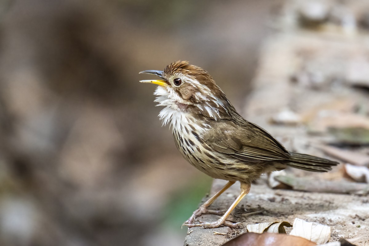 Puff-throated Babbler - ML542252211