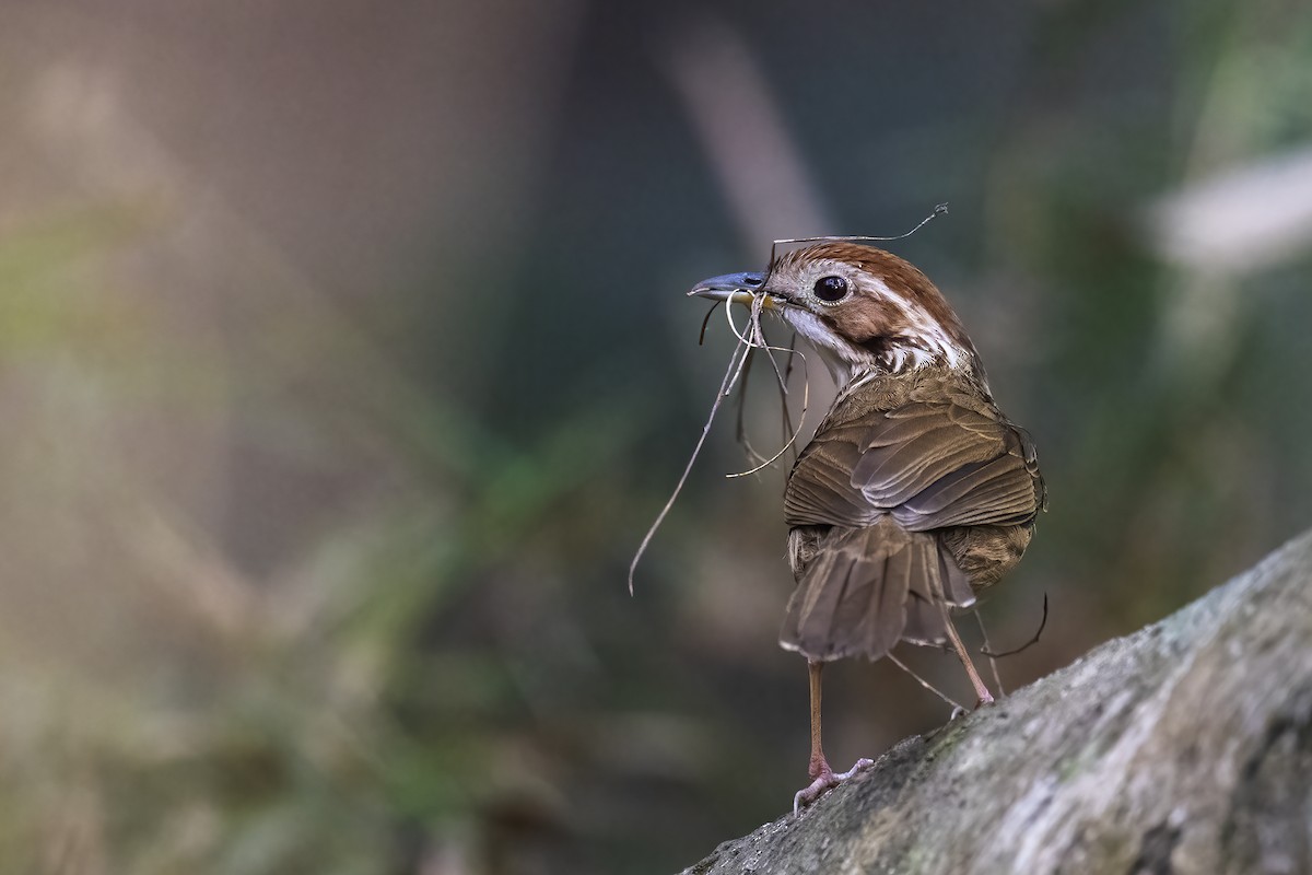 Puff-throated Babbler - ML542252221