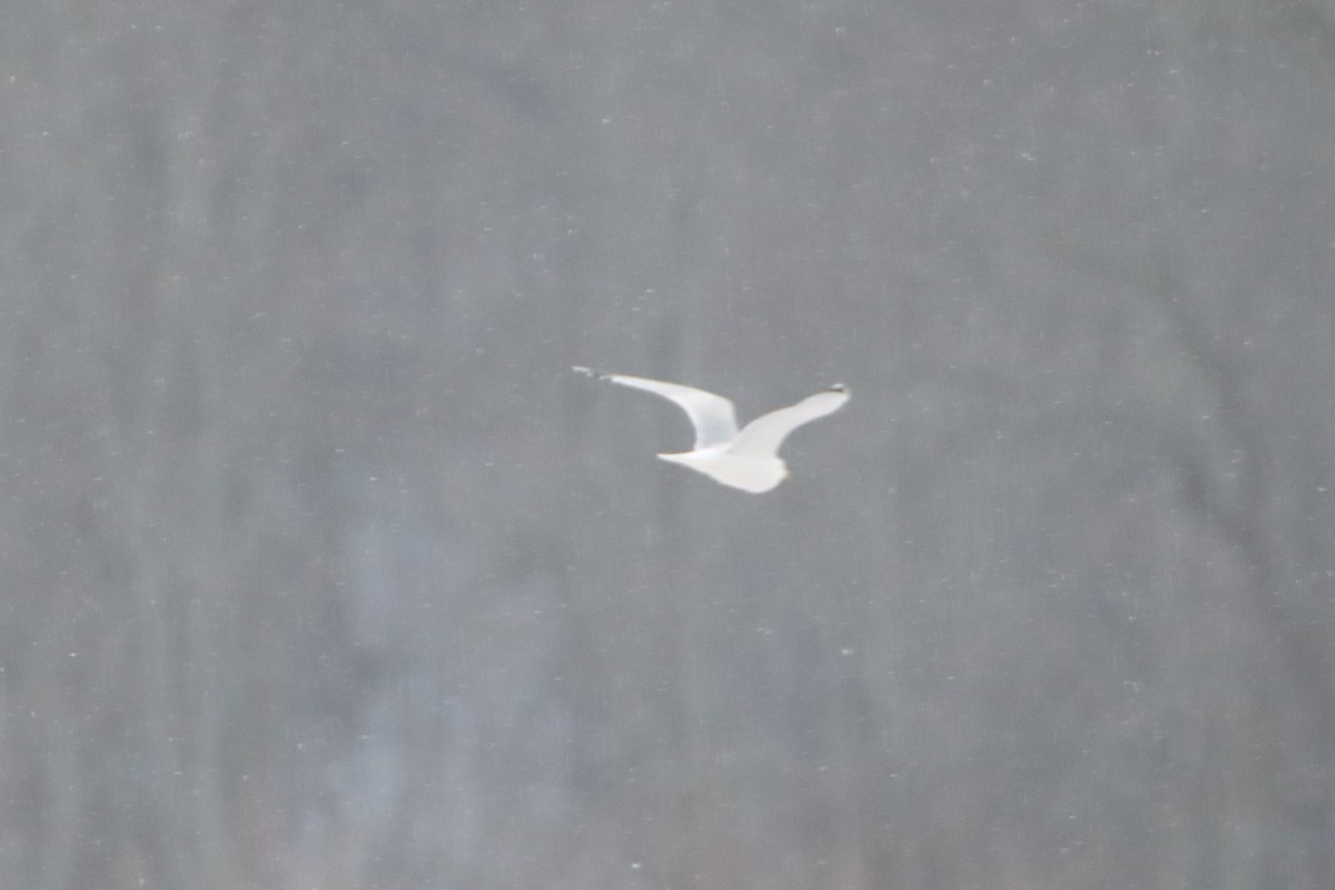 Ring-billed Gull - ML542252461