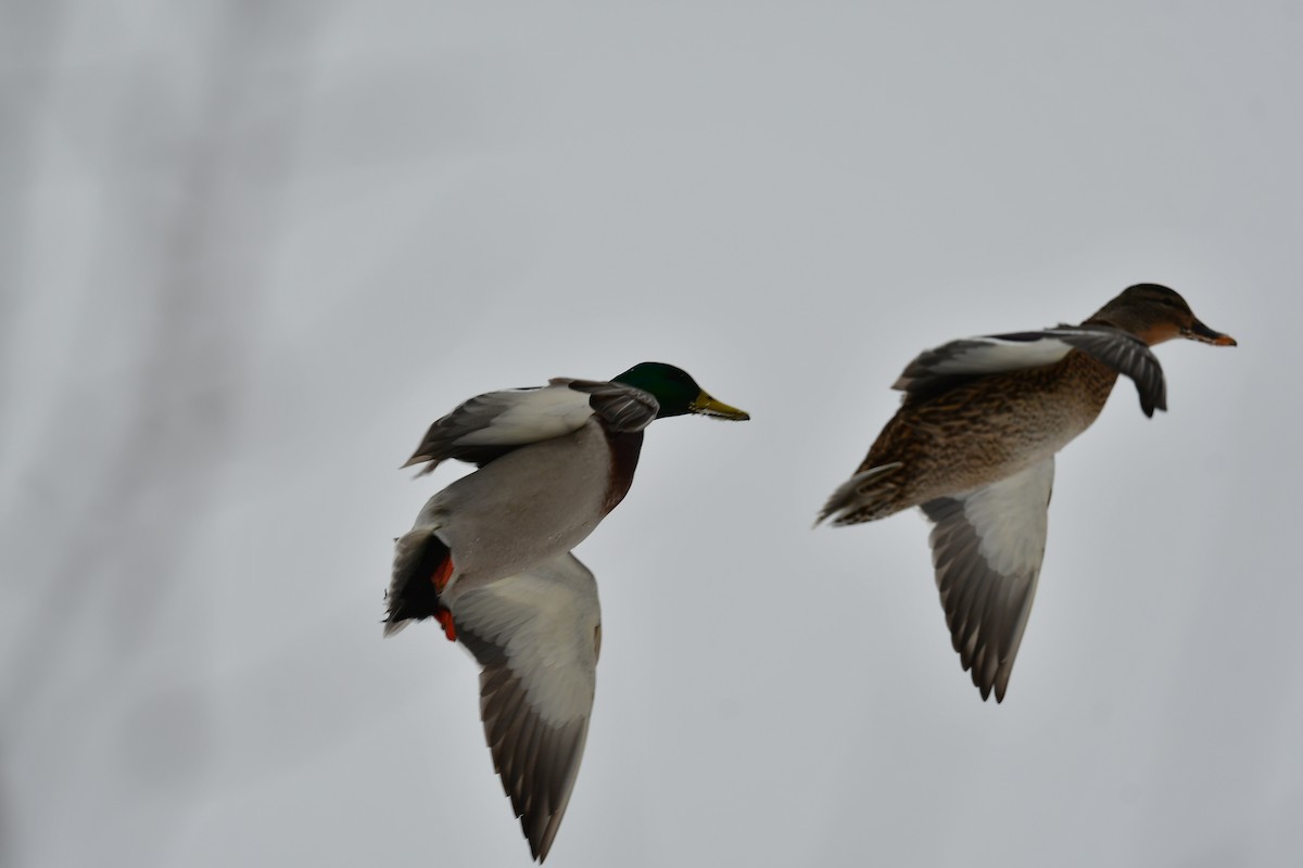 Mallard - ML542252831