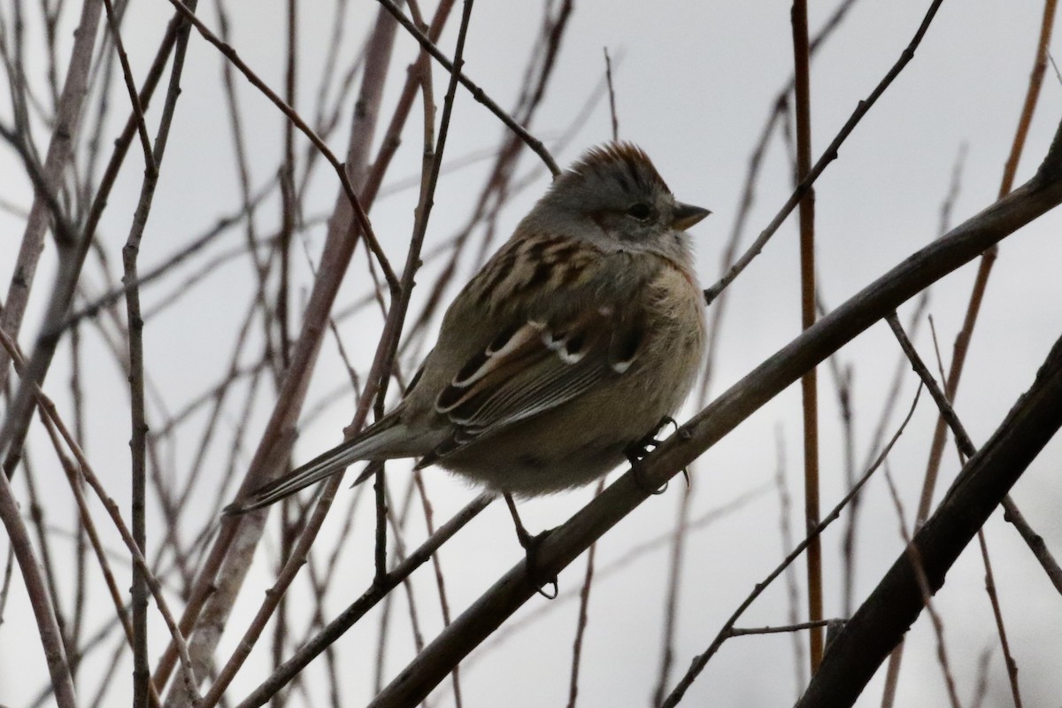American Tree Sparrow - ML542253411
