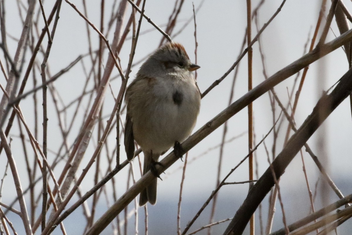 American Tree Sparrow - ML542253421