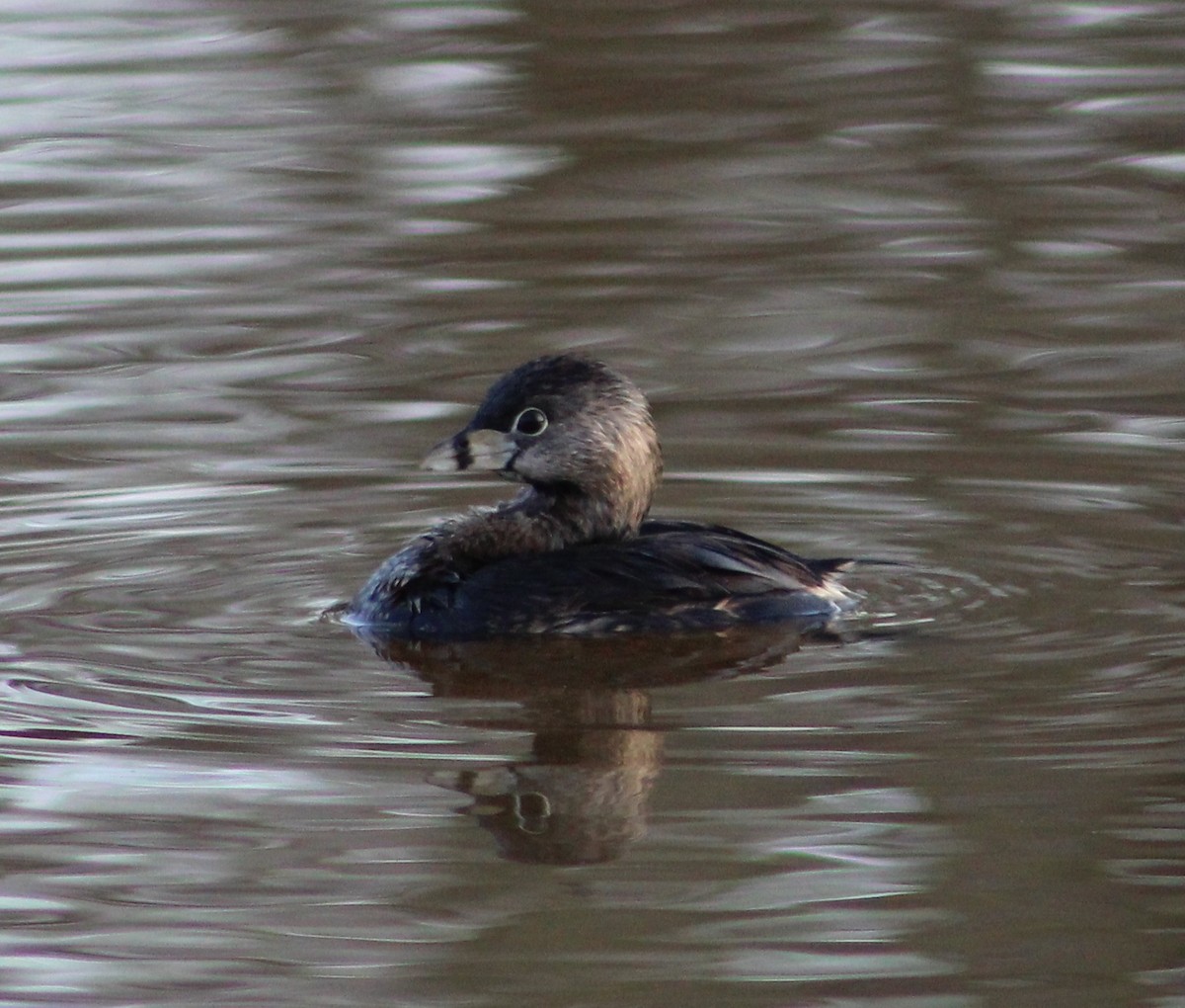 Pied-billed Grebe - ML54225481