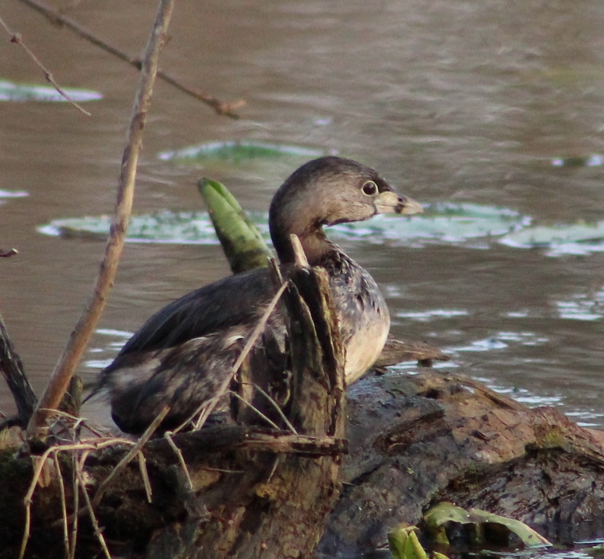 Pied-billed Grebe - ML54225501